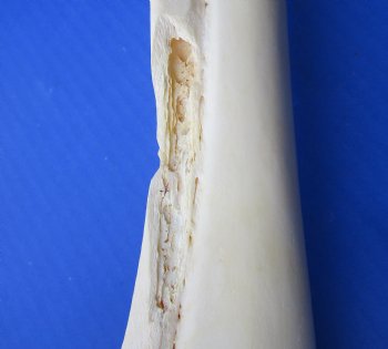 Wholesale Water Buffalo Radius leg bones, 14 to 16 inches long - 2 pcs @ $10 each; 6 pcs @ $9 each <font color=red>*SALE* </font>