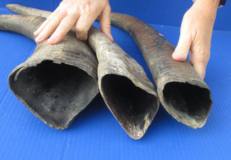 Wholesale Raw Water Buffalo Horns (with rough/chipped base) from India