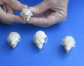 Wholesale North American Red Squirrel Skull 1-1/2 inch to 2 inch - 2 pcs @ $16.00; 5 pcs @ $14.00 each