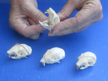 Wholesale North American Red Squirrel Skull 1-1/2 inch to 2 inch - 2 pcs @ $16.00; 5 pcs @ $14.00 each