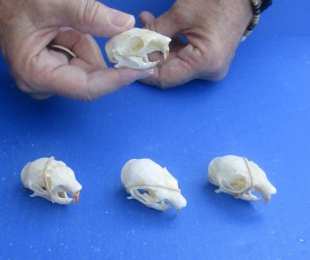 Wholesale North American Red Squirrel Skull 1-1/2 inch to 2 inch - 2 pcs @ $16.00; 5 pcs @ $14.00 each