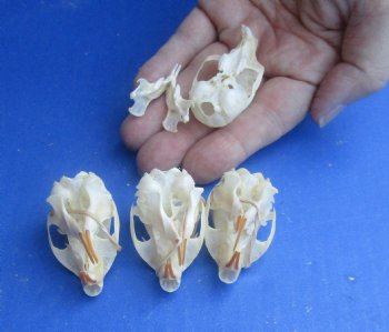 Wholesale North American Red Squirrel Skull 1-1/2 inch to 2 inch - 2 pcs @ $16.00; 5 pcs @ $14.00 each
