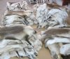 Case of 4 Tanned Wholesale Reindeer Skins, Reindeer Furs, Standard Grade $135.00 each  