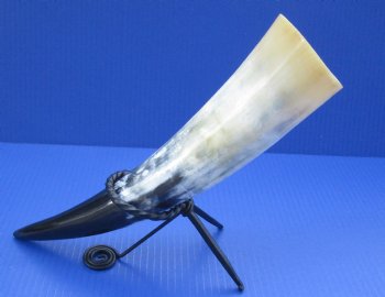 Wholesale Polished Cattle/Cow Drinking Horns with Rod Iron Stand 12 to 15 inches - 2 pcs @ $9.00; 8 pcs @ $8.00 each
