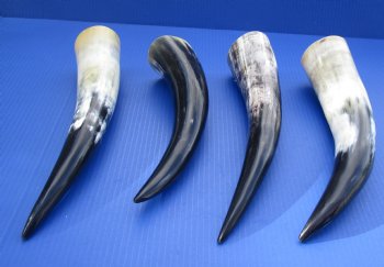 Wholesale Polished Cattle/Cow Drinking Horns with Rod Iron Stand 12 to 15 inches - 2 pcs @ $9.00; 8 pcs @ $8.00 each