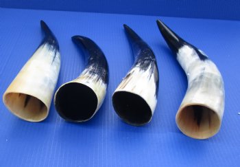 Wholesale Polished Cattle/Cow Drinking Horns with Rod Iron Stand 12 to 15 inches - 2 pcs @ $8.50; 8 pcs @ $7.50 each
