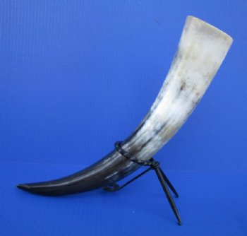 Wholesale Polished Cattle/Cow Drinking Horns with Twisted Rod Iron Stand 15 to 18 inches - 2 pcs @ $11.00; 8 pcs @ $9.90 each