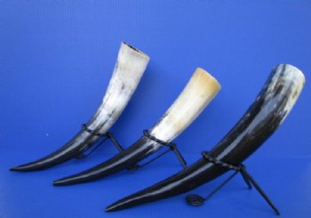 Wholesale Polished Cattle/Cow Drinking Horns with Twisted Rod Iron Stand 15 to 18 inches - 2 pcs @ $11.00; 8 pcs @ $9.90 each