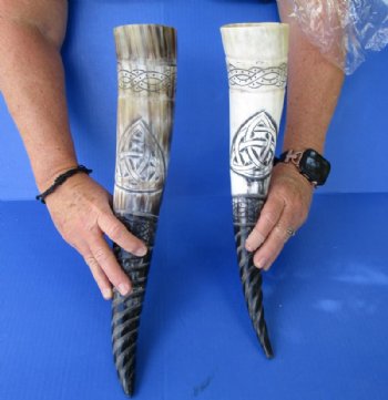 Wholesale Polished Spiral Carved Dragon Cattle/Cow horns 15-18 inch - 2 pc @ $18.00 each; 8 pcs @ $16.20 each