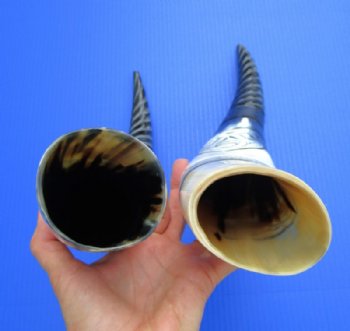 Wholesale Polished Spiral Carved Dragon Cattle/Cow horns 12-15 inch - 2 pc @ $14.00 each; 8 pcs @ $12.60 each