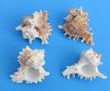 Wholesale Ramose Murex shells,large shell for hermit crabs, commercial grade, Ramosus murex 4" Bulk seashells for crafts Packed 12 pieces @ .60 each