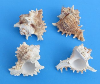 4 inches Wholesale Murex Ramosus seashells - (Africa) 72 pcs @ .67 each