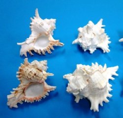 5 inches Murex Ramosus seashells wholesale - 48 @ $1.12 each