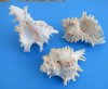 Wholesale Murex Ramosus Giant Murex shells, commercial grade, 6 inches Minimum: 2 pieces @ $5.50 each; 12 or more @ $4.95 each 