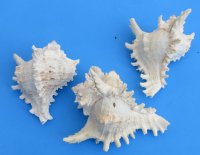 Large Wholesale Ramose murex shells 7 to 7-3/4 inches, commercial grade, Minimum: 2 pieces @ $7.75 each