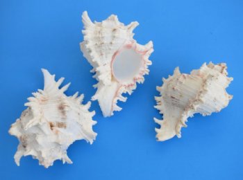 7 to 7-3/4 inches Wholesale Murex Ramosus Shells - 35 pcs @ $6.95 each 