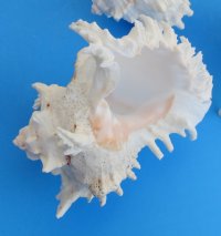 Large Wholesale Ramose murex shells 7 to 7-3/4 inches, commercial grade, Minimum: 2 pieces @ $7.75 each