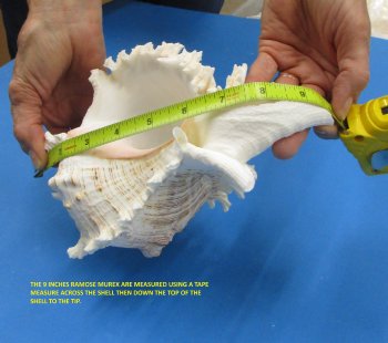9 inches Wholesale Large Murex Ramosus (Case of 12)  <font color=red> (Measured straight across and down to the tip of the shell)</font>