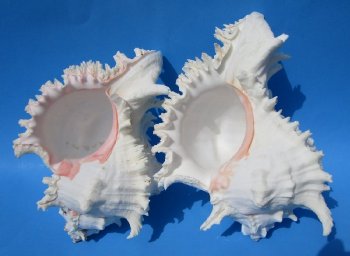 9 inches Wholesale Large Murex Ramosus  (Pack of 2) <font color=red> (Measured straight across and down to the tip of the shell)</font>