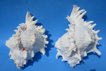 9 inches Wholesale Large Murex Ramosus (Case of 12)  <font color=red> (Measured straight across and down to the tip of the shell)</font>