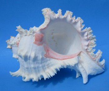 9 inches Wholesale Large Murex Ramosus (Case of 12)  <font color=red> (Measured straight across and down to the tip of the shell)</font>