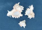 9 inches Wholesale Murex Ramosus Large seashells - 2 piece @ $17.50 each