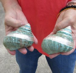 Beautiful 2 piece lot of Polished Green/Jade Turbo Shells with Pearl Band for shell crafts - $15/lot