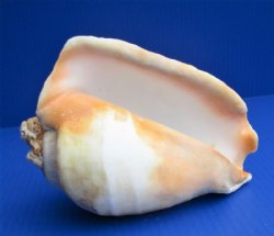 Wholesale Eastern Pacific Giant Conch 7 to 9 inches - 2 pcs @ $14.25 each; 6 pcs @ $12.80 each