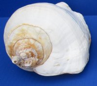 Wholesale Eastern Pacific Giant Conch 7 to 9 inches - 2 pcs @ $14.25 each; 6 pcs @ $12.80 each