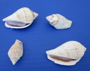Wholesale Strombus Gibberulus, Humpbacked Conch Shells 1-1/2 to 2-1/2 inches - 15 kilos @ $1.75 a kilo