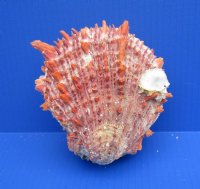 Wholesale Spondylus Princeps Spiny Oyster Shells  4 to 5 inches - 2 pcs @ $16.75 each; 6 pcs @ $14.75 each