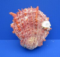 Wholesale Spondylus Princeps Spiny Oyster Shells  4 to 5 inches - 2 pair @ $16.75 pair; 6 pairs @ $15.00 pair