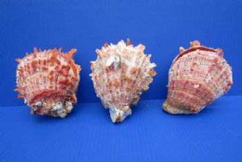 Wholesale Spondylus Princeps Spiny Oyster Shells  4 to 5 inches - 2 pair @ $16.75 pair; 6 pairs @ $15.00 pair