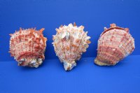 Wholesale Spondylus Princeps Spiny Oyster Shells for sale 5 to 6 inches in size - $23/Pair; 4 pair @ $21.50/Pair