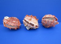 Wholesale Spondylus Princeps Spiny Oyster Shells  4 to 5 inches - 2 pair @ $16.75 pair; 6 pairs @ $15.00 pair