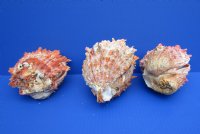 Wholesale Spondylus Princeps Spiny Oyster Shells  4 to 5 inches - 2 pair @ $16.75 pair; 6 pairs @ $15.00 pair