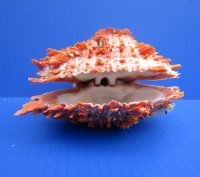 Wholesale Spondylus Princeps Spiny Oyster Shells for sale 4-3/4 to 5-3/4 inches in size - $23 each