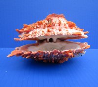 Wholesale Spondylus Princeps Spiny Oyster Shells  4 to 5 inches - 2 pair @ $16.75 pair; 6 pairs @ $15.00 pair