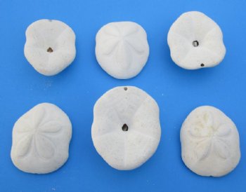 Wholesale Sea biscuits 3" - 4" - 24 @ $2.50 each; 72 @ $2.25 each