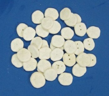 Wholesale Baby Seabiscuits or Sea Cookies, approximately 1 to 2 inches - 200 @ .15 each; 600 @ .13 each