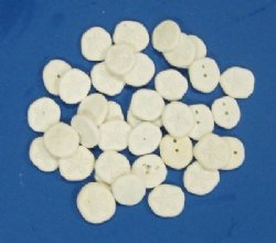 Wholesale Baby Seabiscuits or Sea Cookies, approximately 1 to 2 inches - 200 @ .15 each; 600 @ .13 each