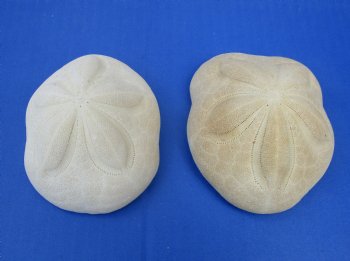 Wholesale Florida Dirty Sea biscuits 3" - 5" for seashell decor - 120 pcs @ $.54 each