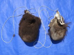 Wholesale buffalo scrotums for sale, buffalo nut sack, assorted sizes, hard tanned - $40 each; 6 pcs @ $36 each 