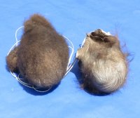 Wholesale buffalo scrotums for sale, buffalo nut sack, assorted sizes, hard tanned - $40 each; 6 pcs @ $36 each 