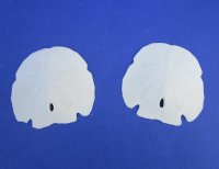 Wholesale Bulk Arrowhead Sand dollars for beach wedding favors 3-1/2"-4"  for shell crafts (We DO NOT replace broken sand dollars) Packed 12 @ .85 each