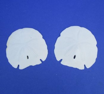 Case of 150 Florida Arrowhead Sand Dollars Wholesale 4-1/2 to 4-7/8 inches @ .90 each  <font color=red> (LOCAL PICKUP ONLY -- CANNOT BE SHIPPED)</font>