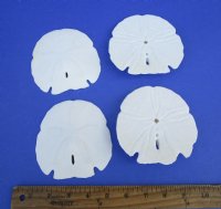 Case of 150 Florida Arrowhead Sand Dollars Wholesale 4-1/2 to 4-7/8 inches @ .90 each  <font color=red> (LOCAL PICKUP ONLY -- CANNOT BE SHIPPED)</font>