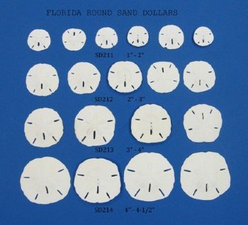 2-1/2" - 3" Wholesale Florida Round Sand Dollars -  Flat of 275 pcs @ .40 each - <font color=red> (LOCAL PICKUP ONLY - CANNOT BE SHIPPED)</font color=red>