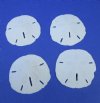  2-1/2" to 3" Round Sand Dollars Wholesale  (We do not replace broken sand dollars) packed 50 per bag @ .45 each 