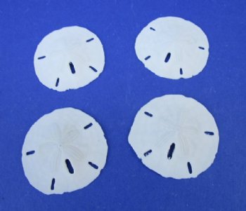 1-1/2 inch to 2 inch Wholesale Florida Round Sand dollars  (We do not replace broken sand dollars) - 100 pcs @ .20 each